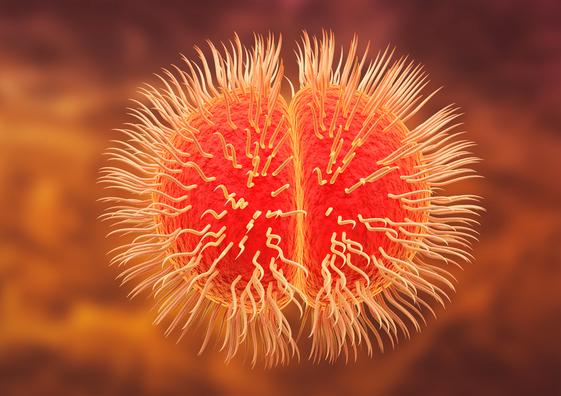 NOUVEAUX CONTENUS | Infections invasives à méningocoques : épidémiologie, prévention et diagnostic