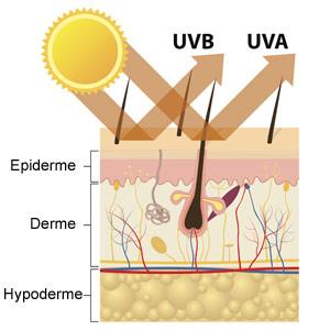 coupe de la peau réfléchissant UVA UVB