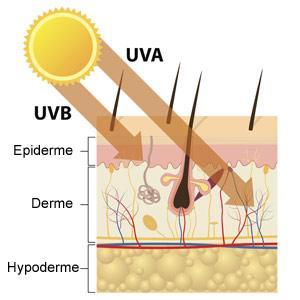 coupe de la peau UVB UVA