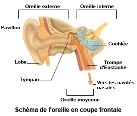 Schéma d'une oreille en coupe