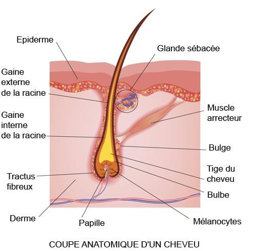 coupe anatomique d'un cheveu