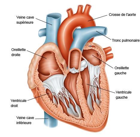 anatomie du cœur