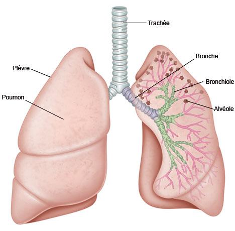 appareil respiratoire