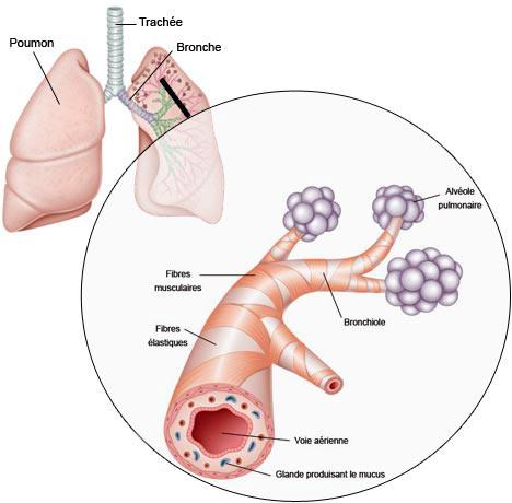 appareil respiratoire