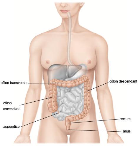 gros côlon, rectum et anus