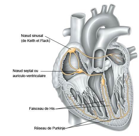 système électrique du cœur