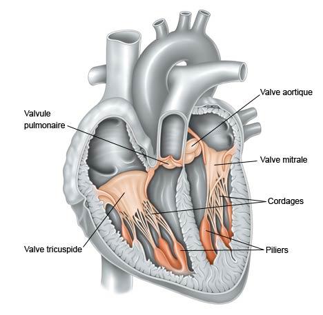 valves du cœur