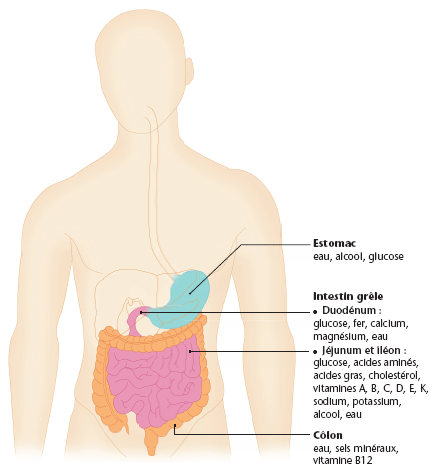 L'absorption des nutriments par le tube digestif