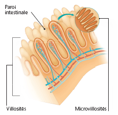 Paroi intestinale