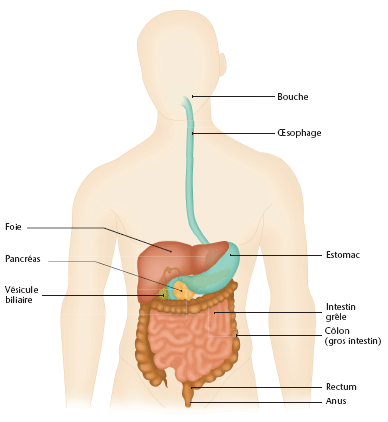 Schéma de l'appareil digestif