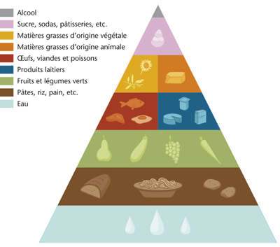 La pyramide alimentaire