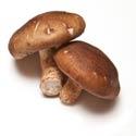 champignons