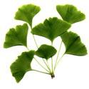 feuilles de ginkgo