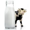 lait de vache