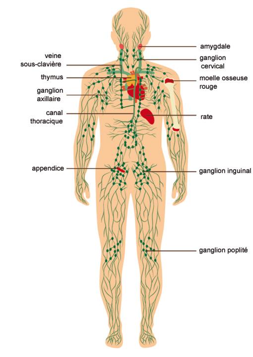 système lymphatique