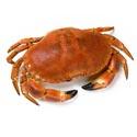 crabe