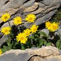 arnica des montagnes