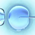 fécondation in vitro