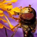 abeille pollen