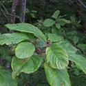 feuilles de cascara