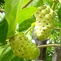 noni