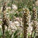 plantago ovata