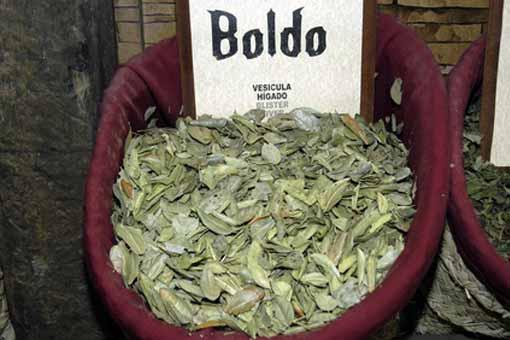 Boldo