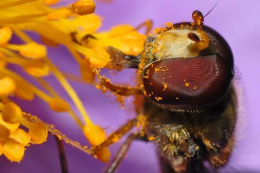 Pollen