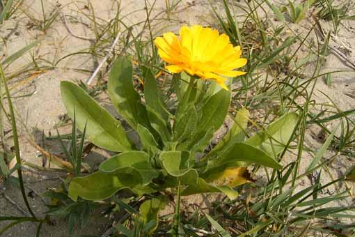 Souci des jardins (calendula)