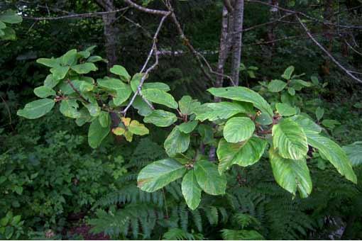 Cascara