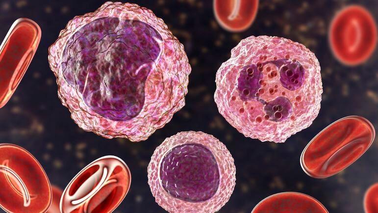 Le bélatacept bloque la costimulation des lymphocytes T et inhibe l'activation des lymphocytes T.