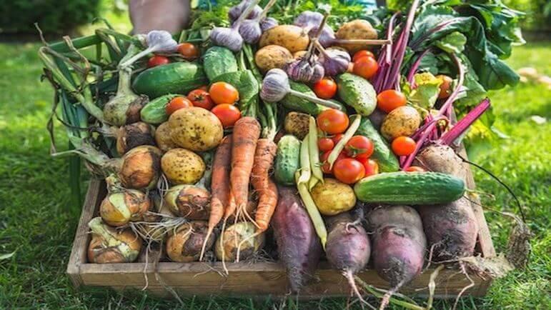 La transmission de la toxoplasmose par les légumes crus non lavés, non épluchés, plus fréquente.