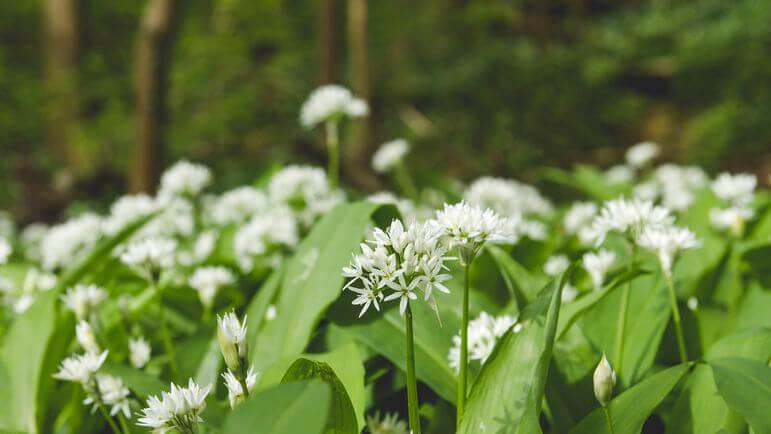 Détruire les boîtes de conserve de pesto à l'ail des ours de la marque O Ptits Oignons.