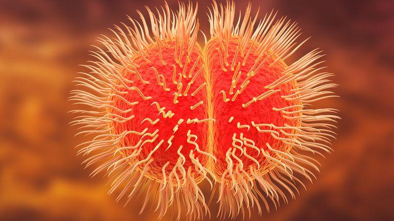 <p>Les infections à méningocoques sont principalement dues aux sérogroupes A, B, C, W et Y.</p>