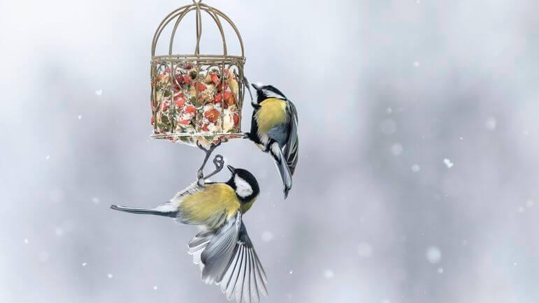 Il est important de se laver les mains après avoir manipulé une mangeoire à oiseaux du jardin.