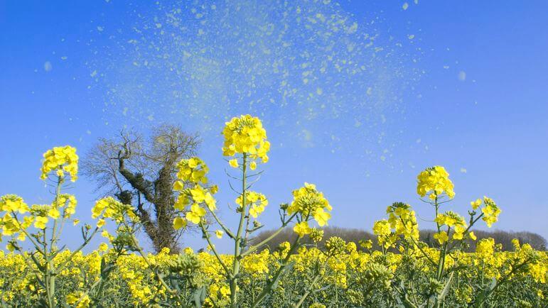 <p>Les principales causes d’allergies respiratoires sont les acariens, le pollen et les animaux.</p>