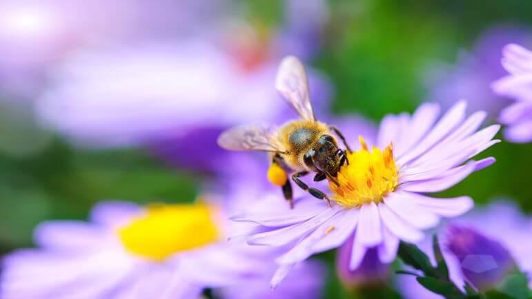 <p>Pour le diagnostic de l'hypersensibilité et le traitement par immunothérapie allergénique.</p>