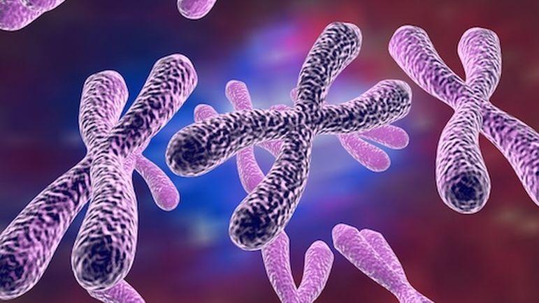 <p>L'inactivation du chromosome X est au cœur de la vulnérabilité des femmes aux maladies auto-immunes.</p>