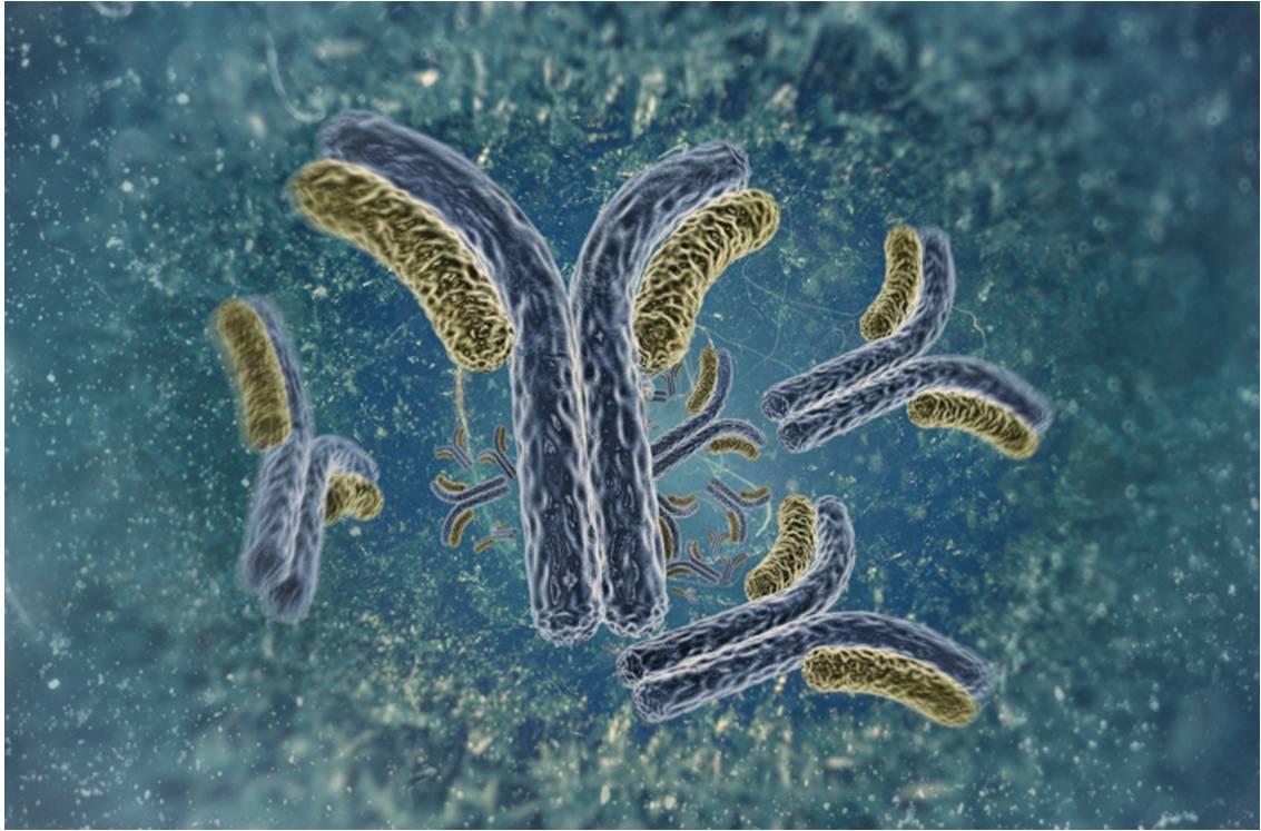 PROLIA (dénosumab) est un anticorps monoclonal, inhibiteur de la résorption osseuse.