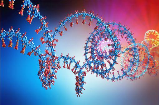 La RT-PCR permet de synthétiser le brin complémentaire d’un ARN appelé ADNc, dont la plus grande stabilité permet plus de liberté que les ARN pour les analyses suivantes (illustration).