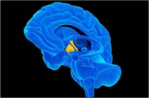 Synthétisée par les neurones de l'hypothalamus, la GnRH est une hormone peptidique responsable de la synthèse et de la sécrétion de la FSH et surtout de la LH par l’anté-hypophyse (illustration).