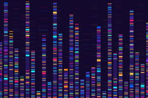 La SMA est due à un déficit fonctionnel en protéine de survie du motoneurone (SMN) causé par des mutations du gène SMN1 situé sur le chromosome 5q (illustration).