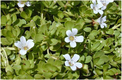 Bacopa monnieri (illustration @ Forest & Kim Starr, sur Wikimedia).