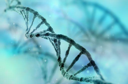 L’alpha-mannosidose est une maladie lysosomale due à une mutation du gène MAN2B1 situé au niveau du chromosome 19 et codant l’enzyme alpha-mannosidase (illustration).