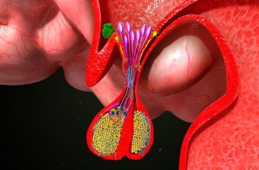 La desmopressine est un médicament de synthèse qui mime l'action de l'hormone antidiurétique, celle-ci étant synthétisée par l'hypothalamus et libérée par l'hypophyse postérieure (illustration).