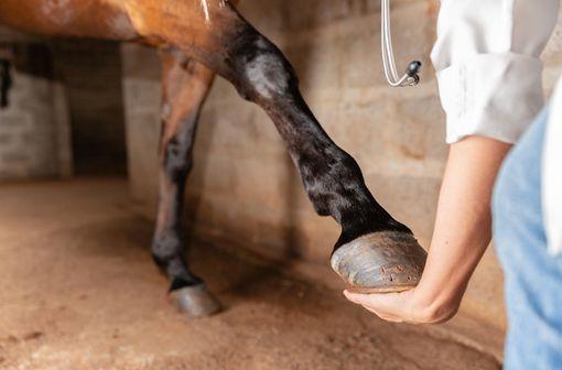 Quand l'expertise des animaux apporte de l'aide aux humains