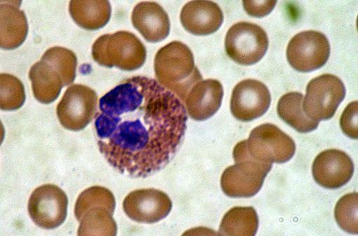 Le mépolizumab est un anticorps monoclonal ciblant les éosinophiles via la cytokine IL-5