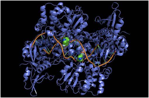 Structure de l'ADN gyrase, cible des quinolones, complexée à un segment d'ADN et à deux molécules de ciprofloxacine (en vert), un antibiotique de la famille des fluoroquinolones (illustration @Fdardel, sur Wikimedia).