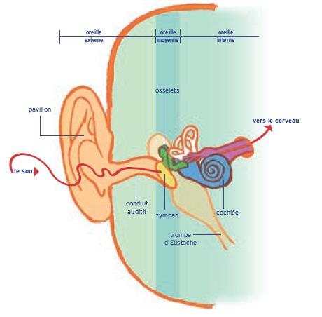 Schéma de l'oreille (© Inpes)