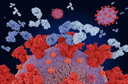 La liaison de deux anticorps monoclonaux thérapeutiques différents à des sites antigéniques distincts de la protéine spike du coronavirus peut conférer une protection synergique contre le SRAS-CoV-2 (illustration).